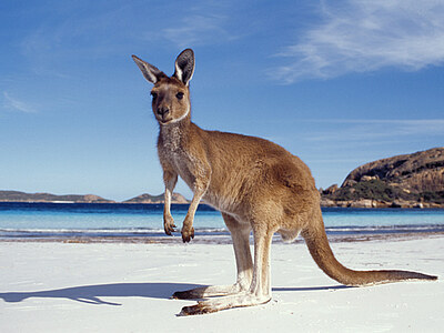 Englisch lernen in Sydney