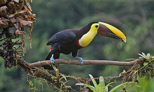 San José - Costa Rica