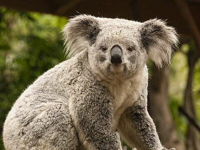 Englisch lernen in Sydney