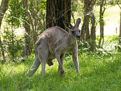 Englisch lernen in Noosa