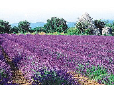 Französisch lernen in Nizza